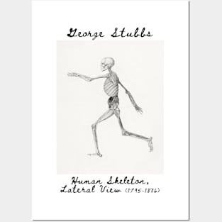 Human Skeleton, Lateral View, George Stubbs Posters and Art